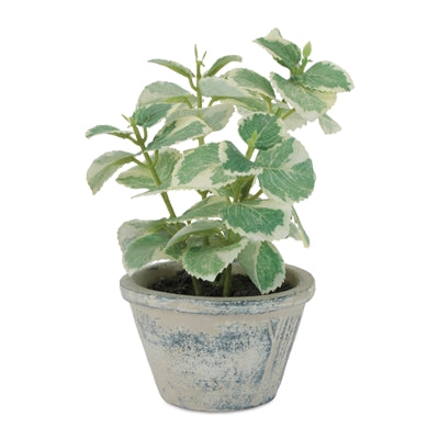 Potted Variegated Swedish Ivy 7”H Polyester/Cement