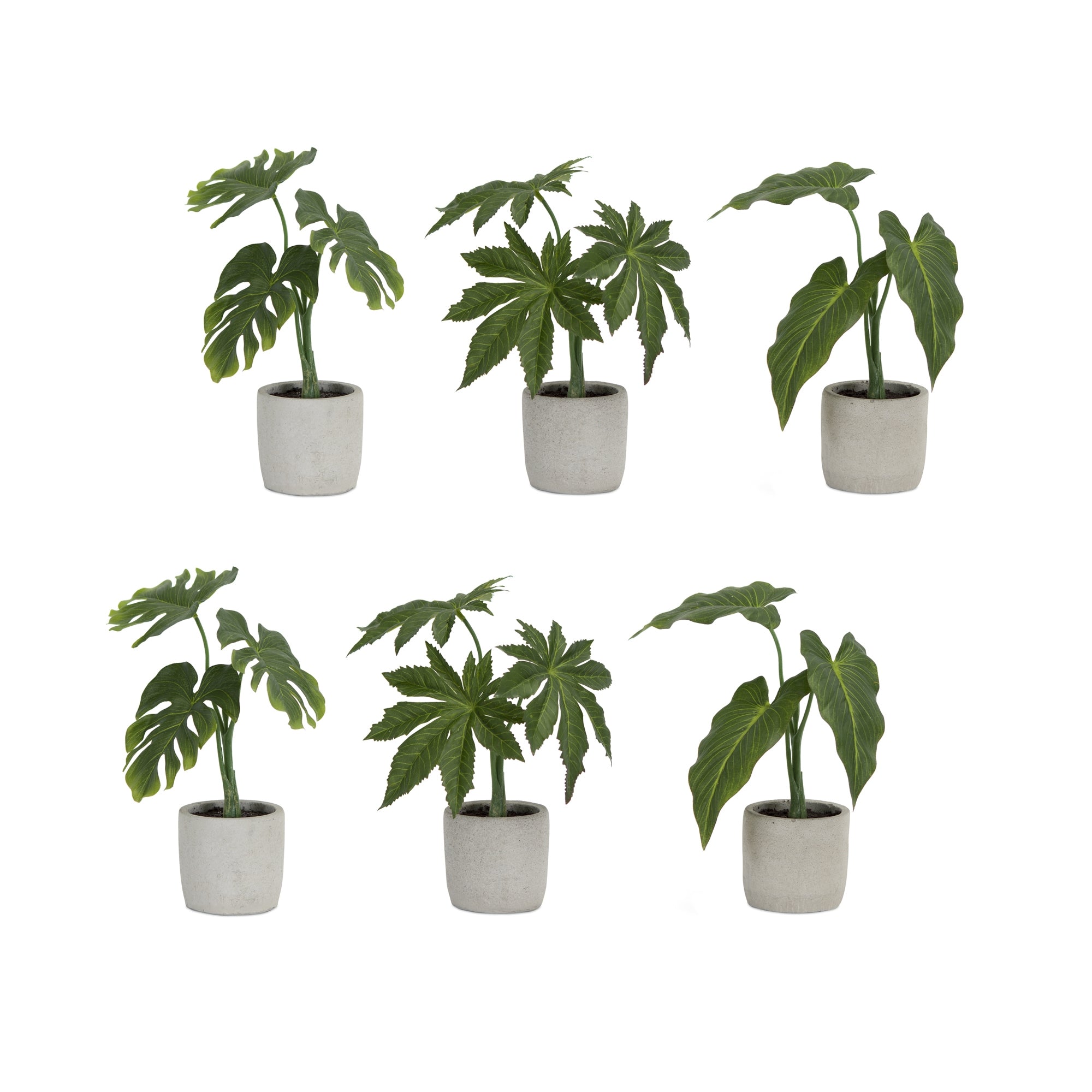 Assorted Foliage Plant in Grey Pot (S/3)