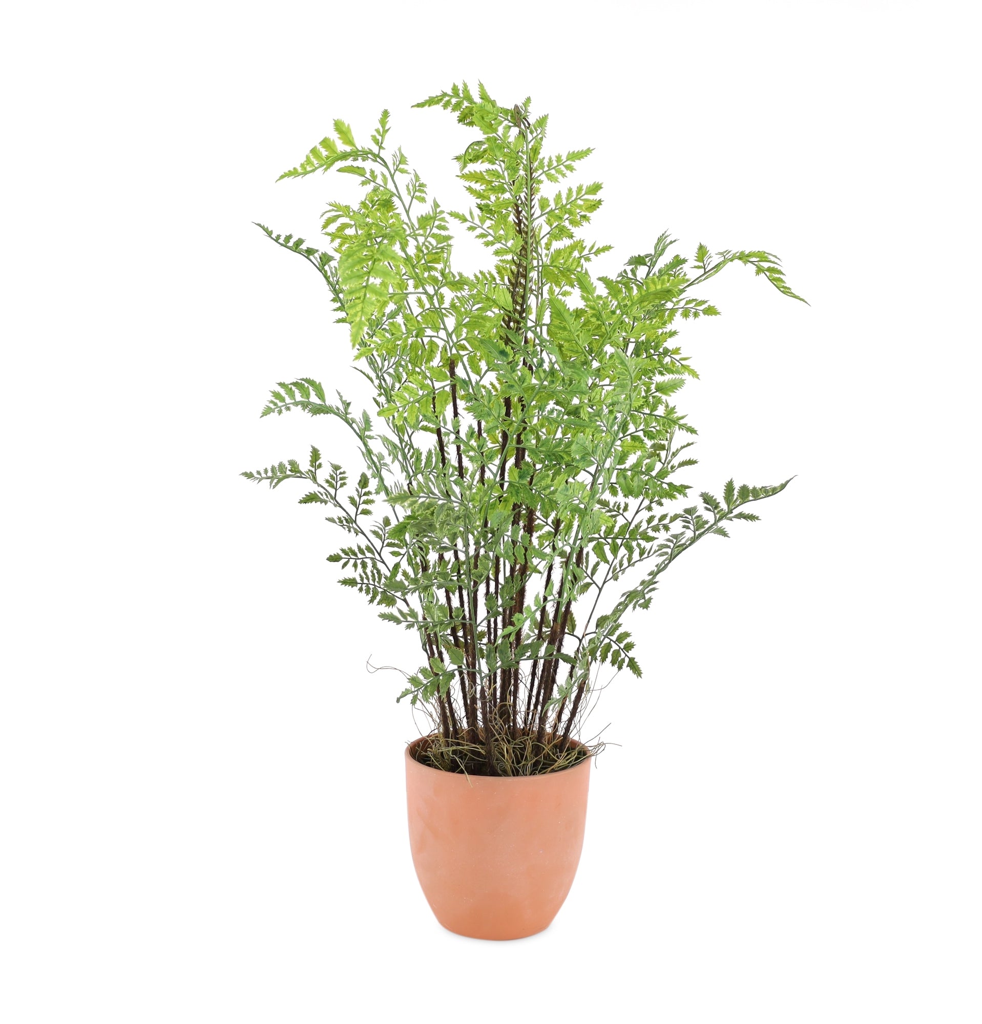 Potted Fern Foliage Plant with Sprouts 30"H
