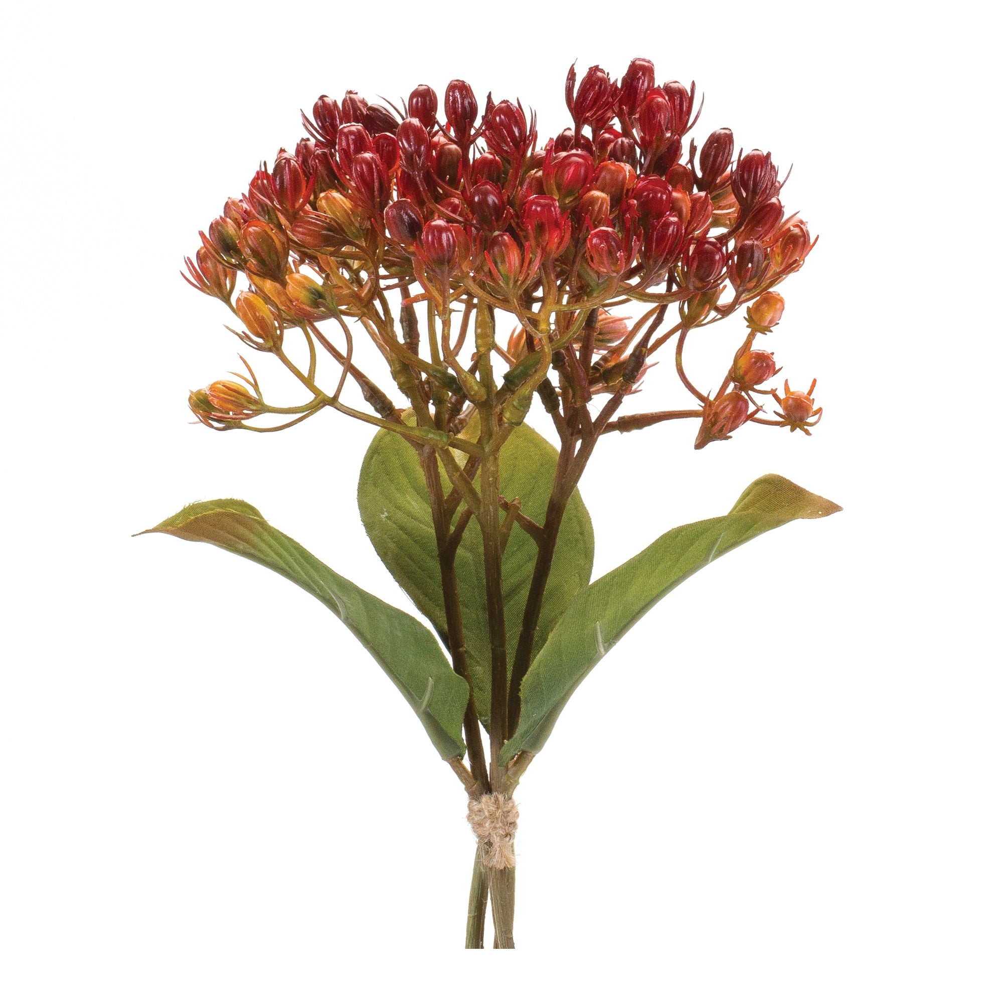 Harvest Berry Bundle (Set of 12)