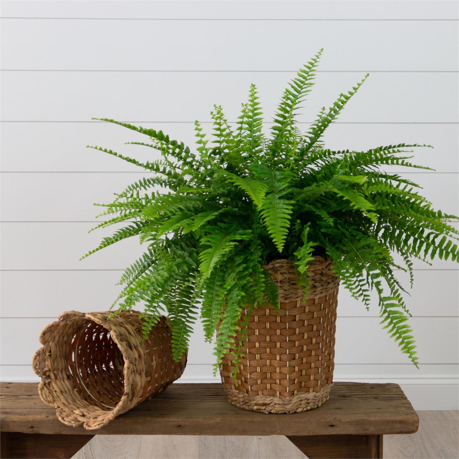 Scalloped Woven Baskets