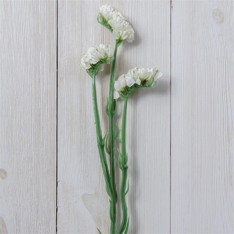 White Statice Stem