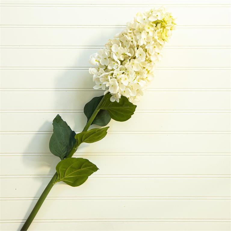White Cone Hydrangea Stem