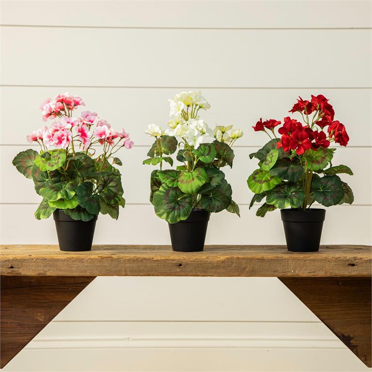 Potted Geranium Asst Colors (S/3)