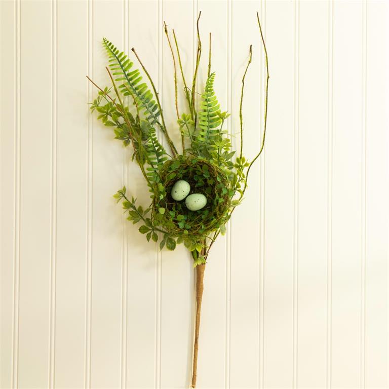 Ferns With Bird Nest Stem