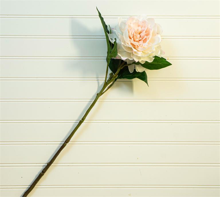 White Peony Stem