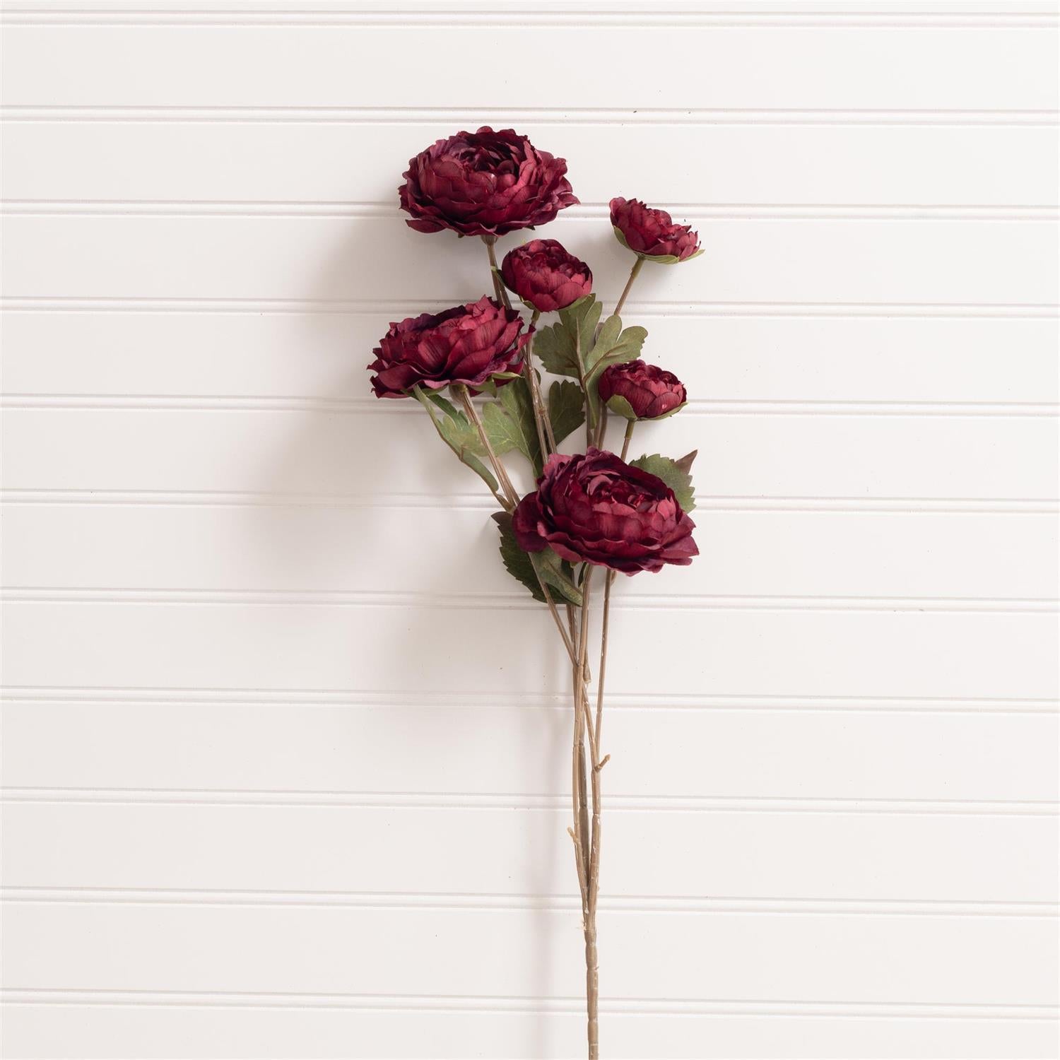 Pick - Ranunculus Burgundy