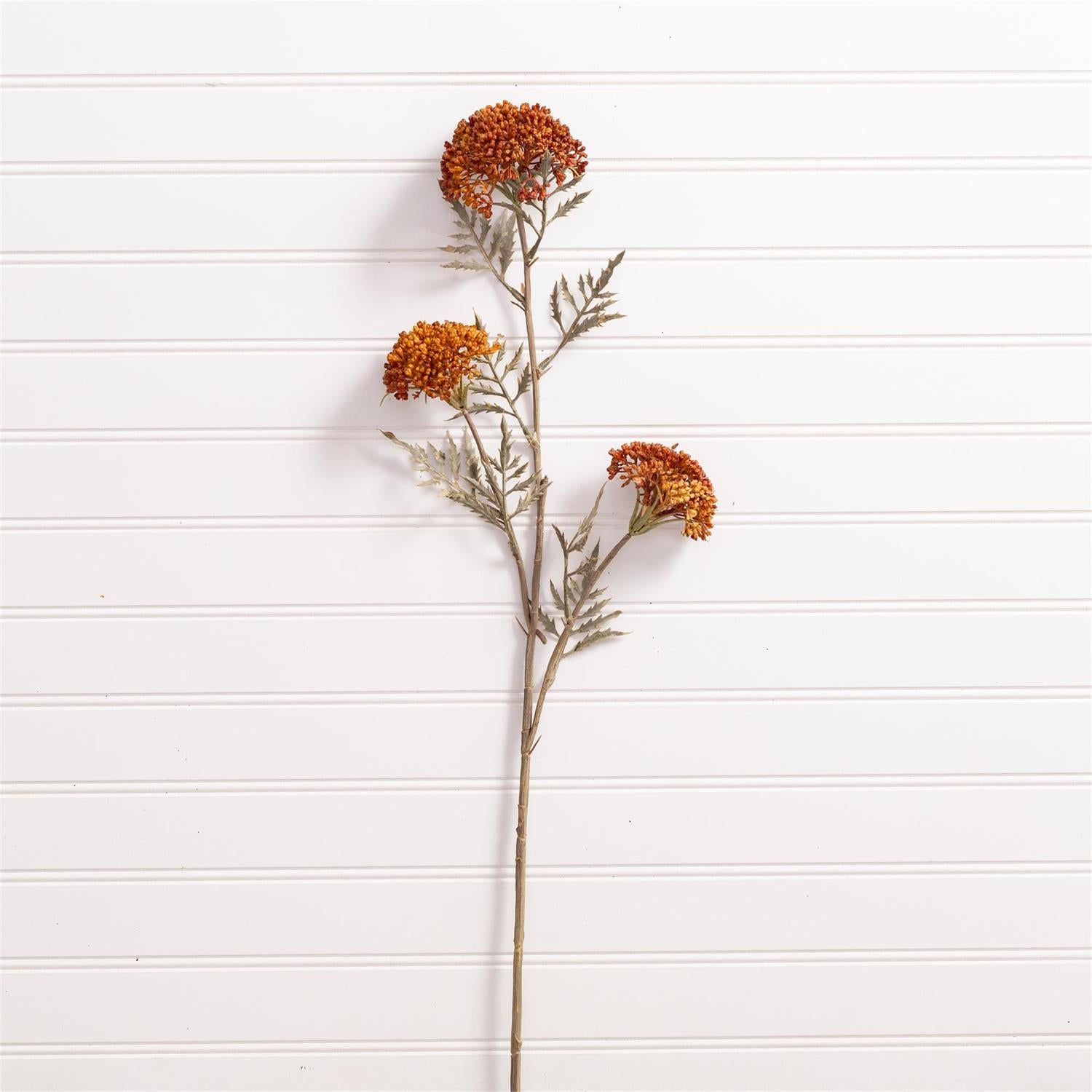 Pick - Ozothamnus Tan