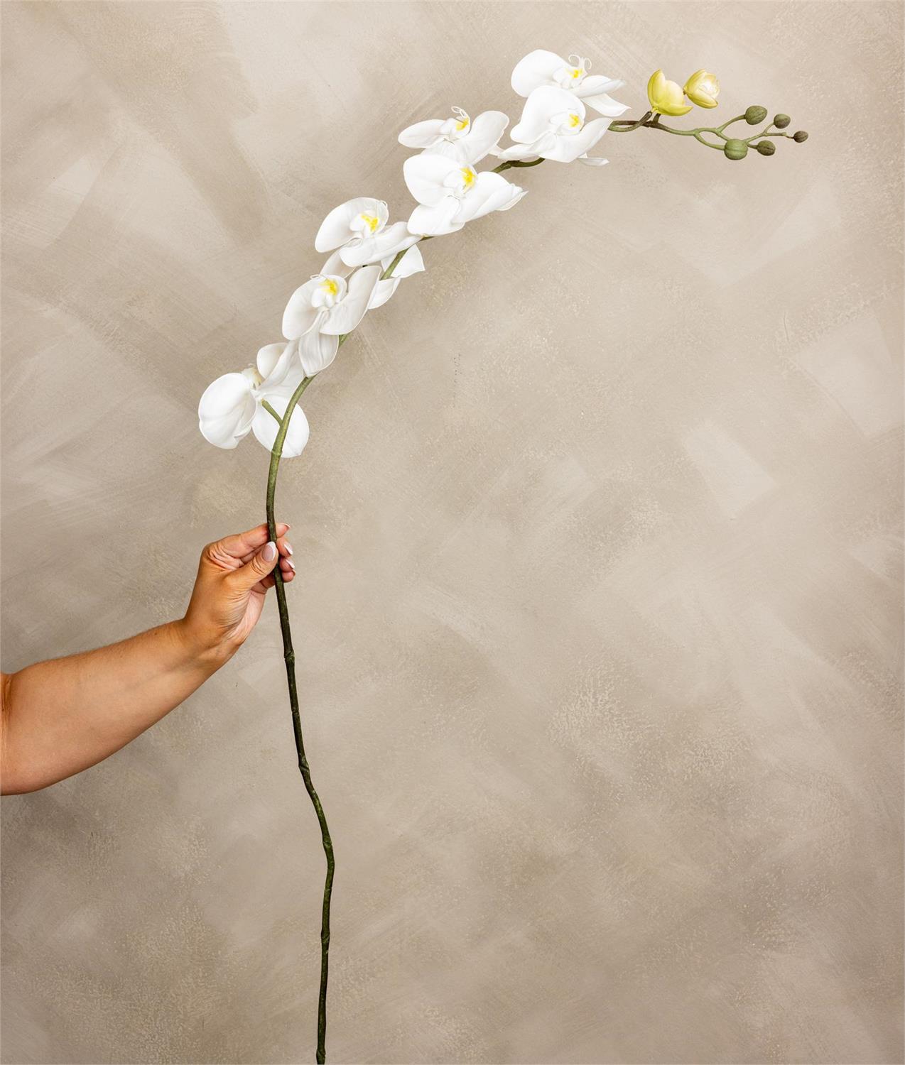 Stem - Phalaenopsis Orchid White