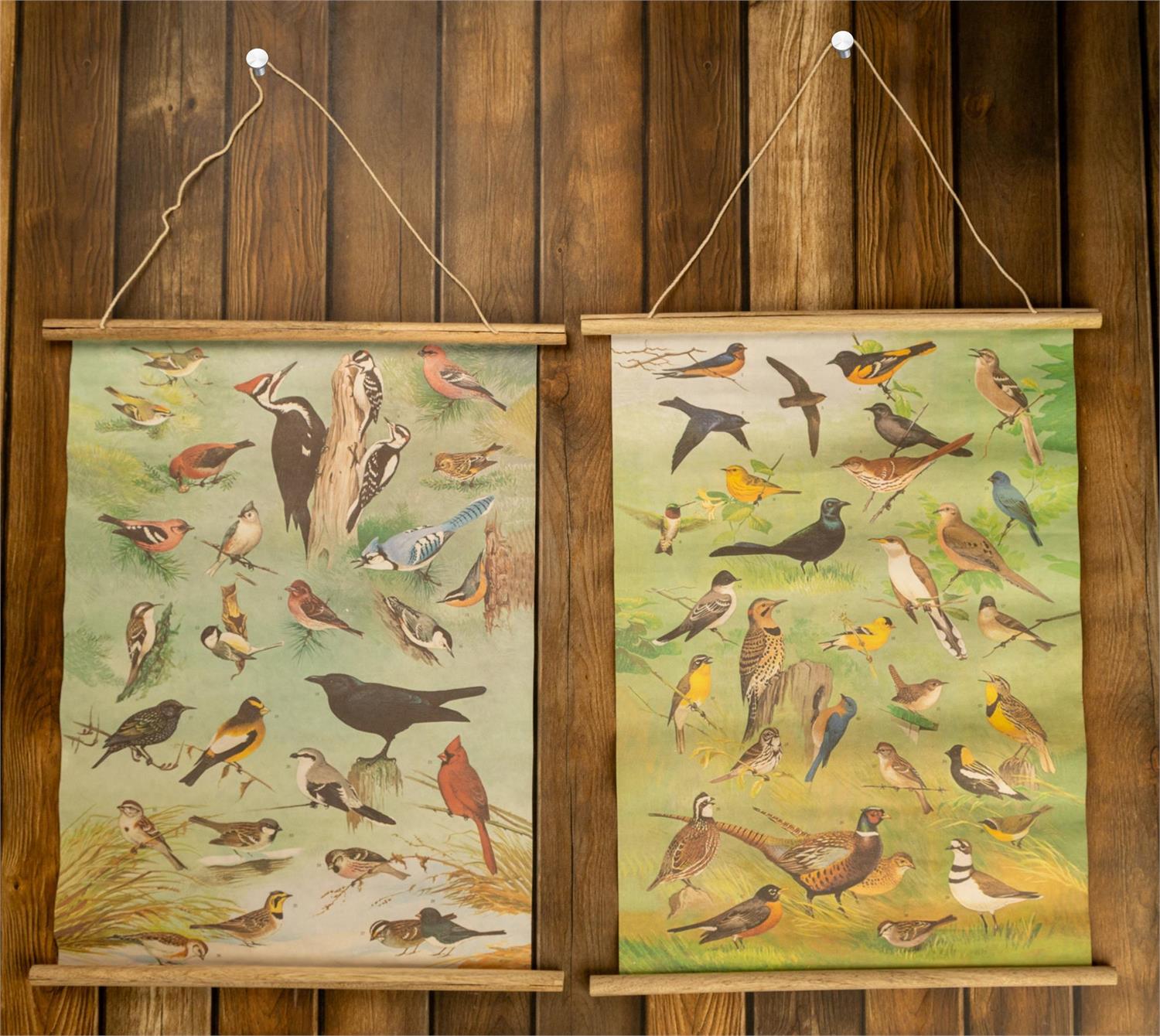 American Birds Chart - Paper Banner (S/2)