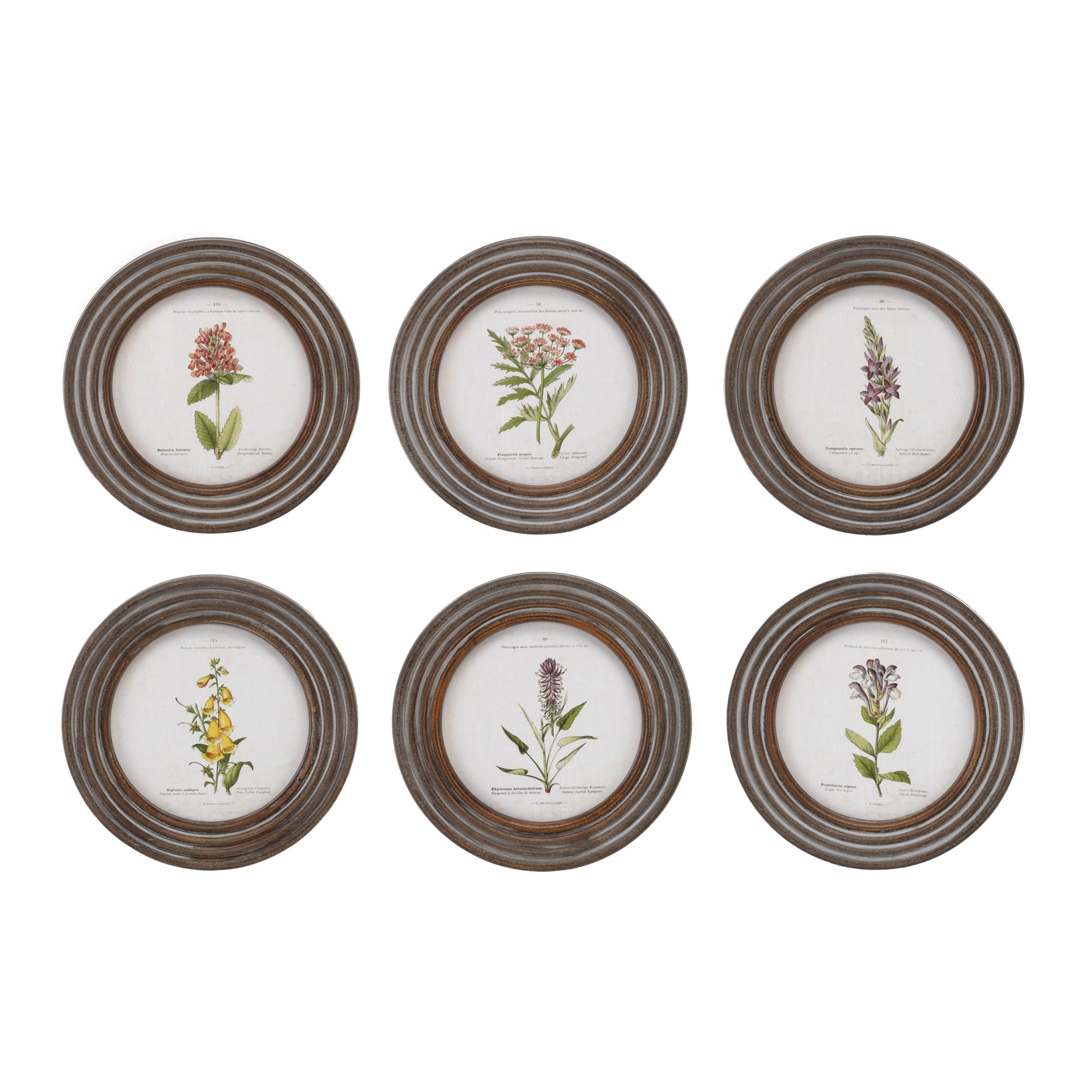 Round Framed Floral Print (Set of 6)