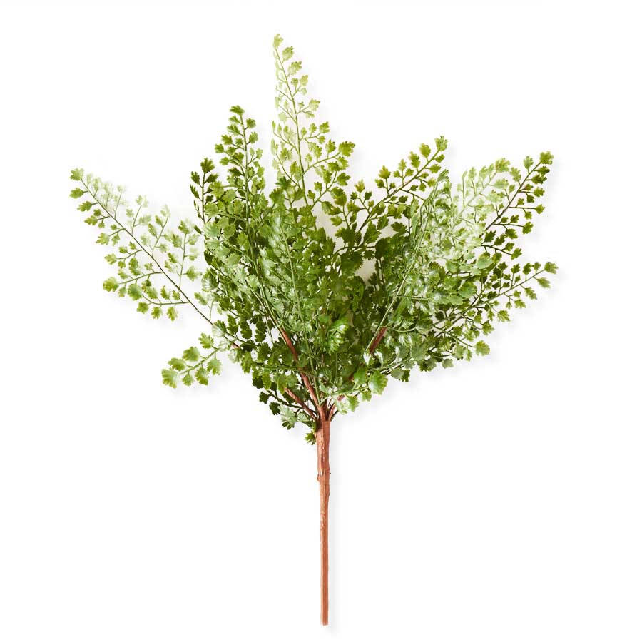Maidenhair Fern Stem