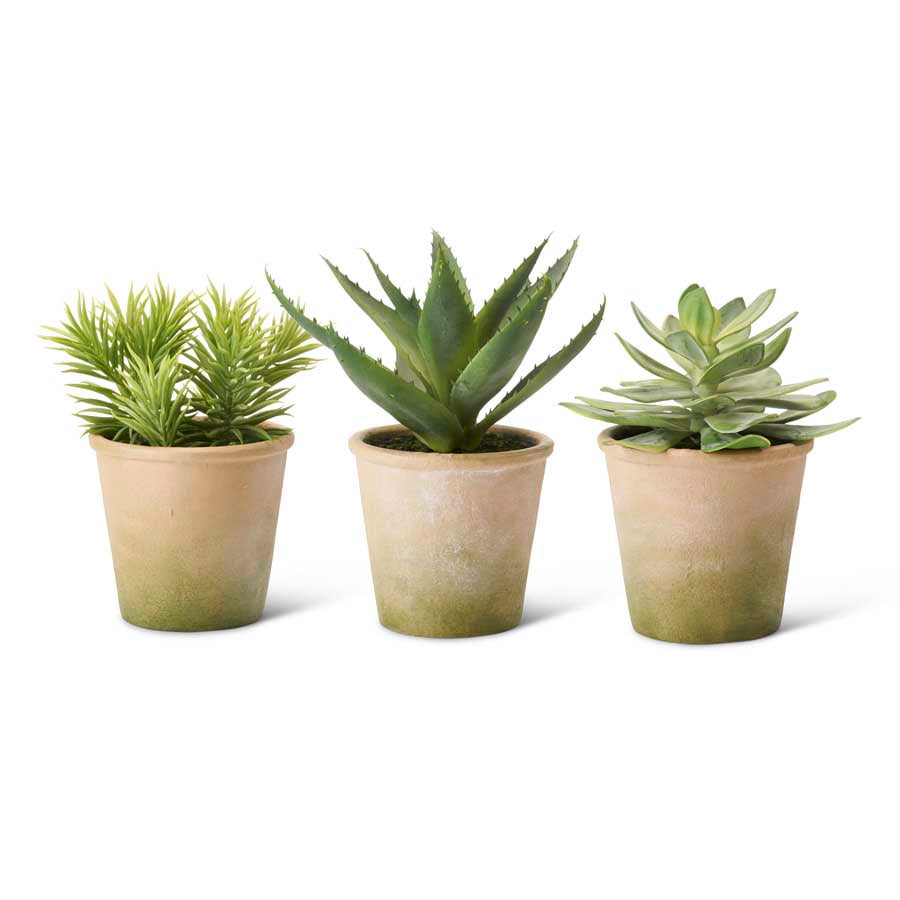 Potted Succulents w/ Clay Pots (S/3)