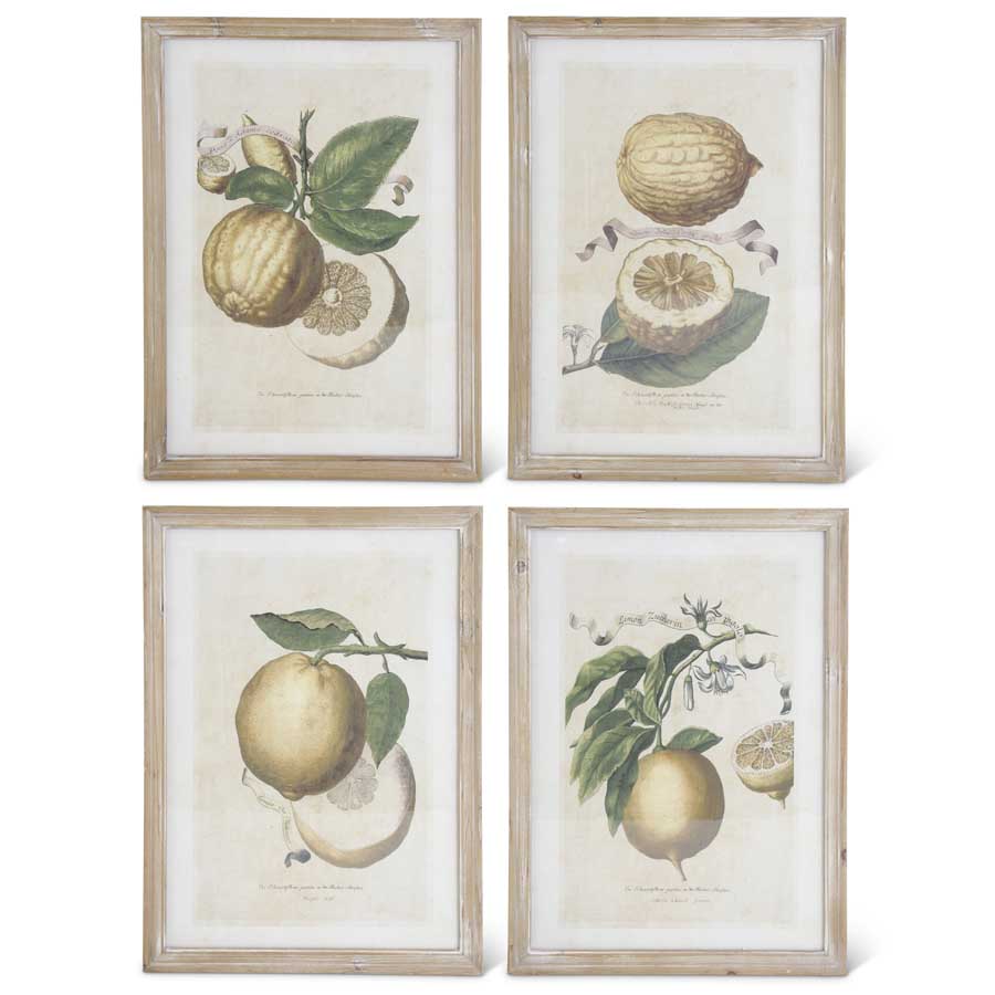 Lemon Study Collection (S/4) (5655049699485)