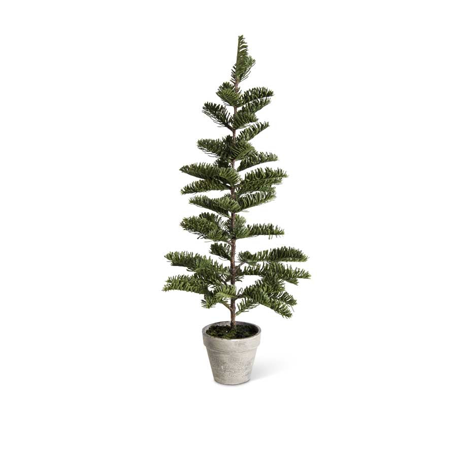 20" Jaden Pine Tree in Clay Pot (L)