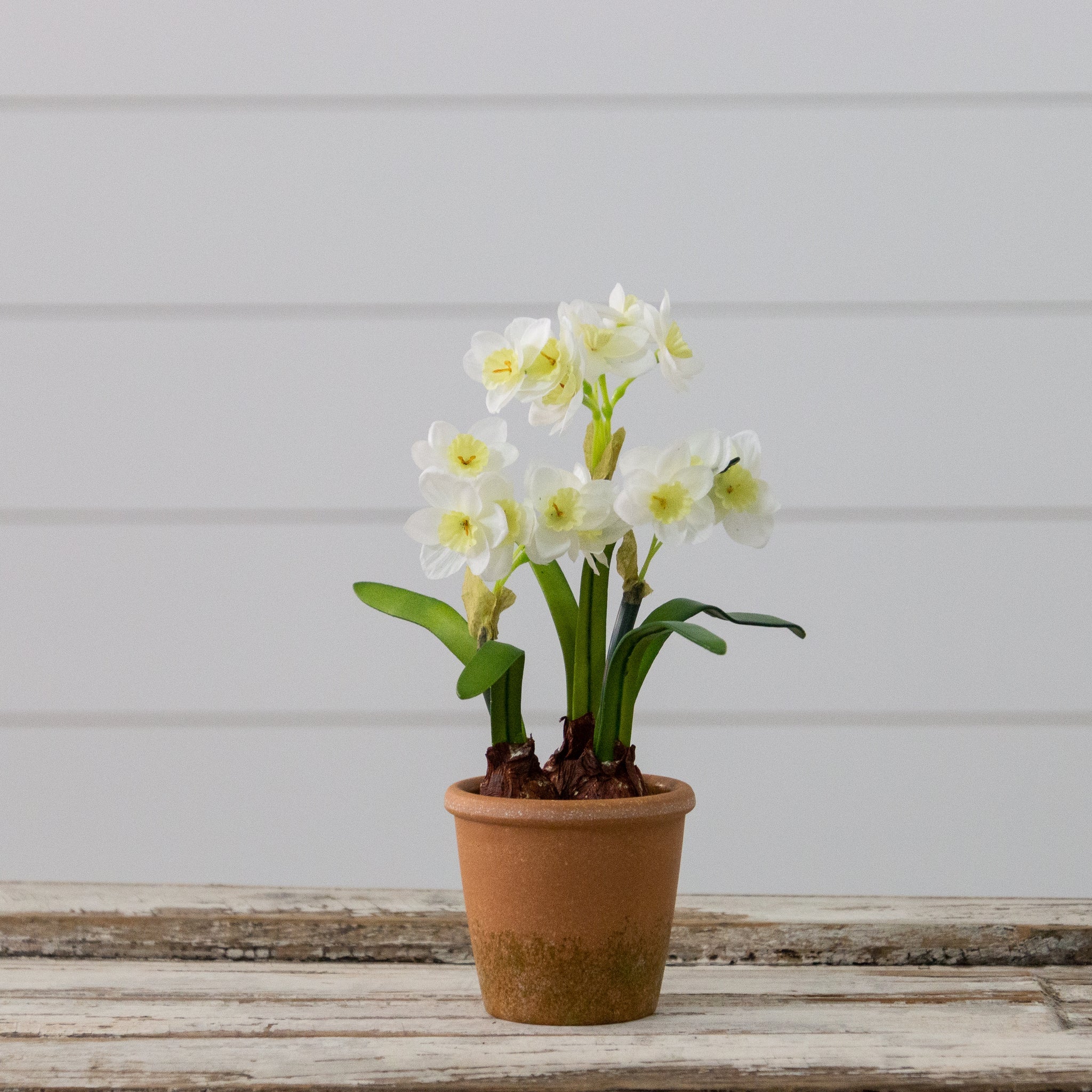 Daylily In Terracotta Pot