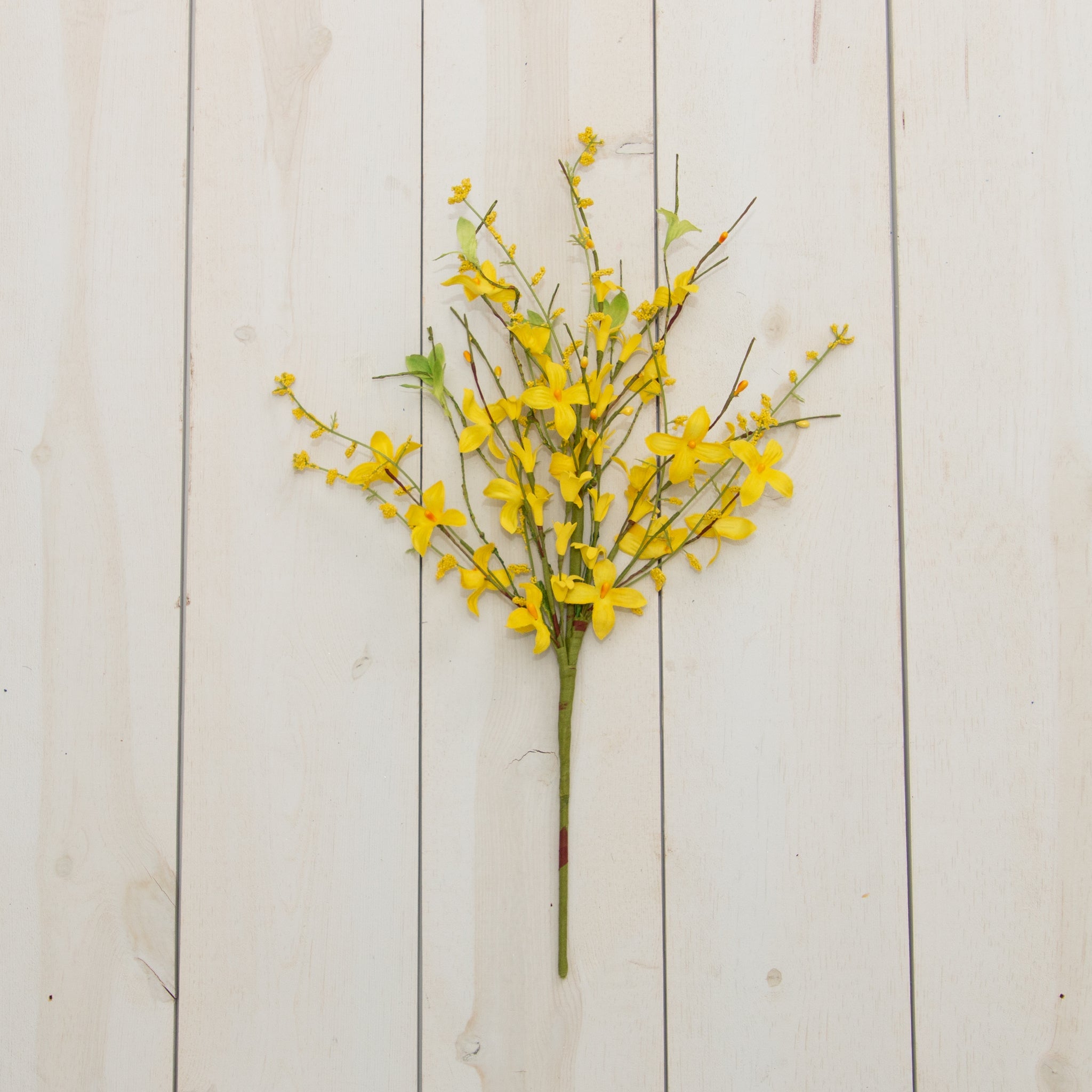 Forsythia Stem (S/4)