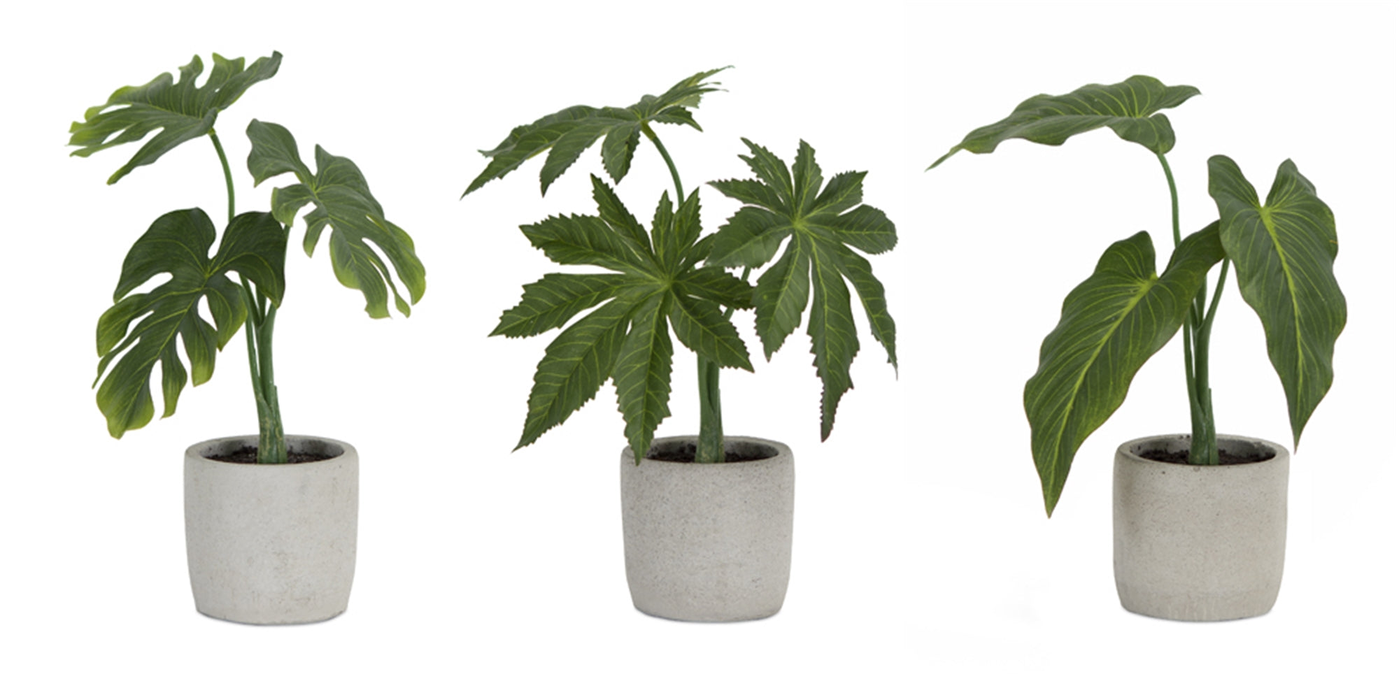 Potted Foliage Plants