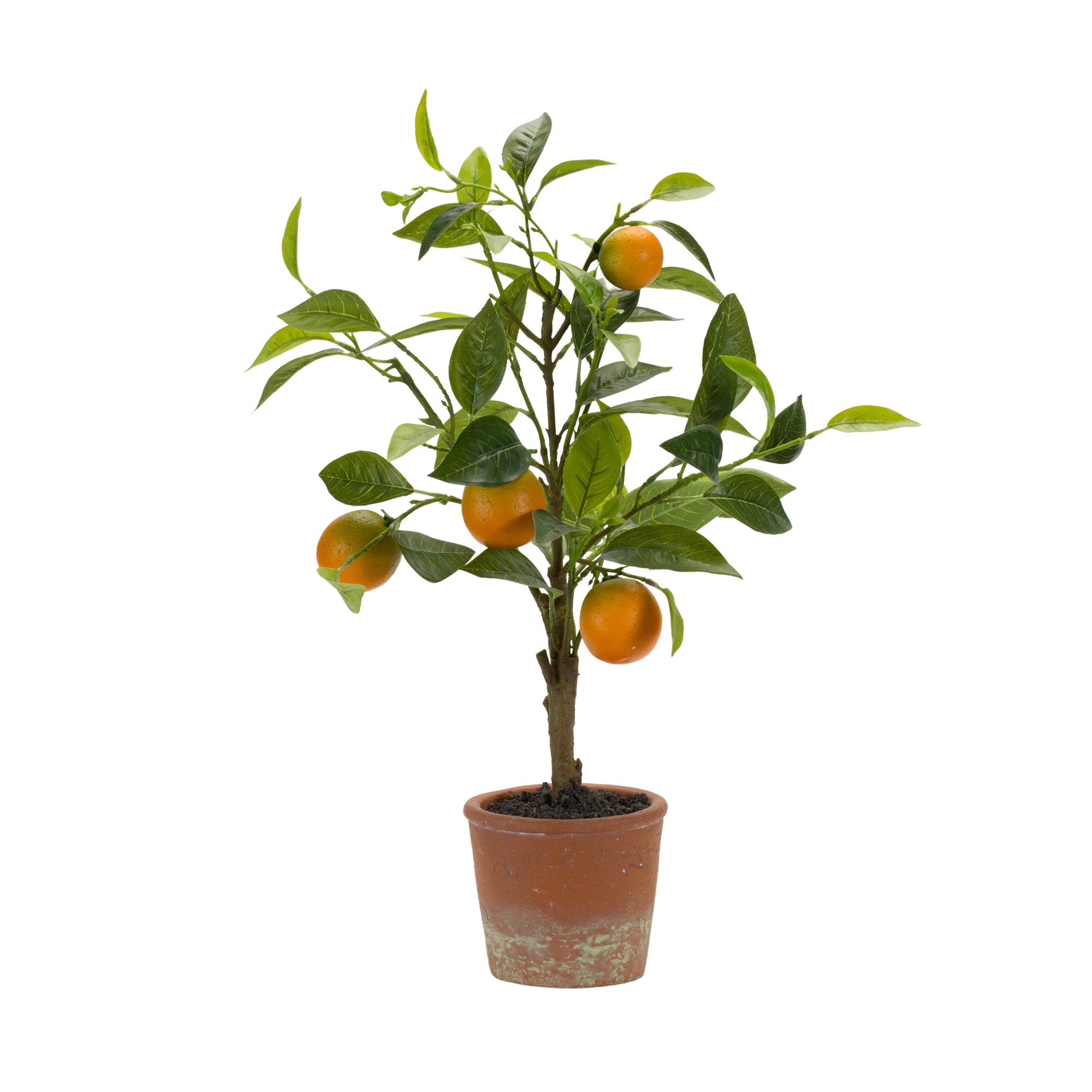 Potted Orange Tree