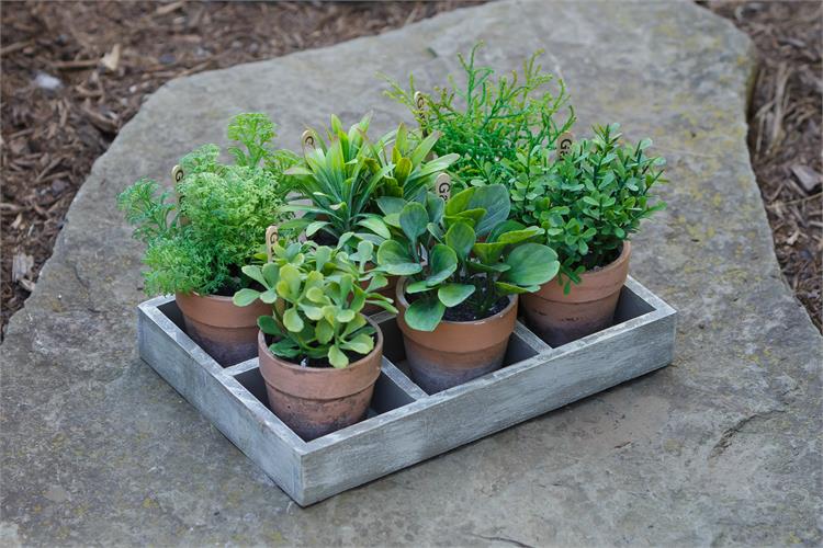 Assorted Herbs in Tray