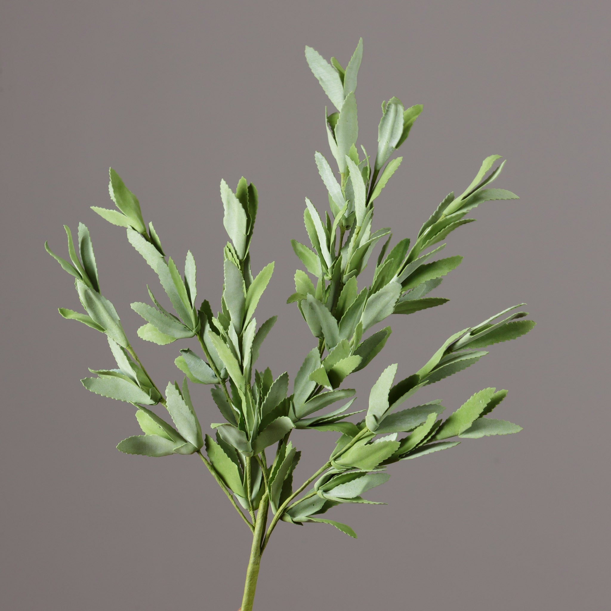 Herb Sage Stem (S/3)