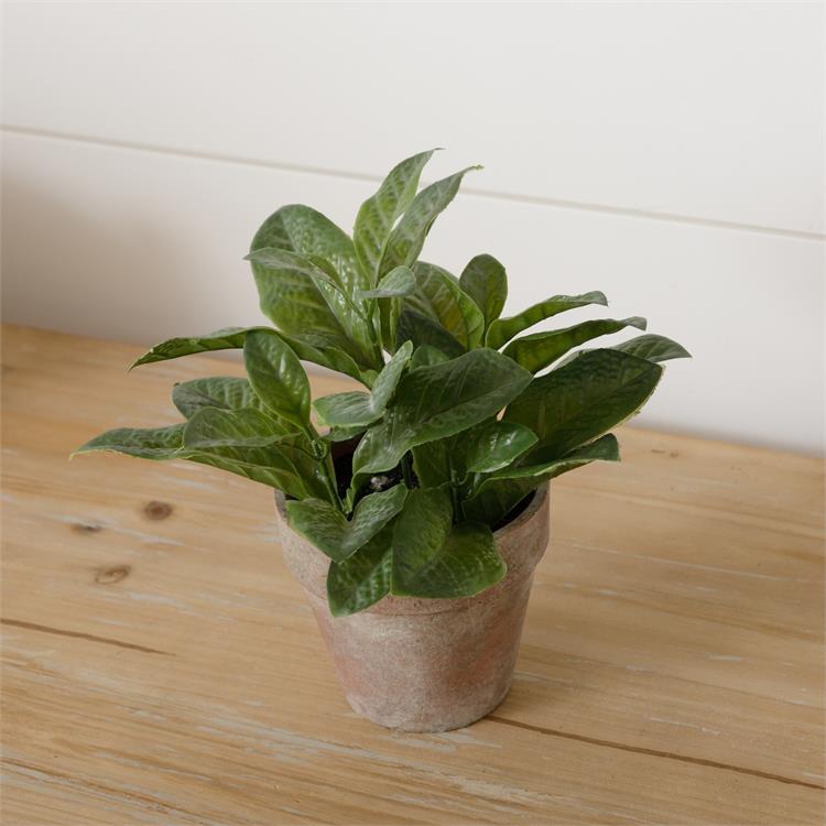 Potted Basil Plant