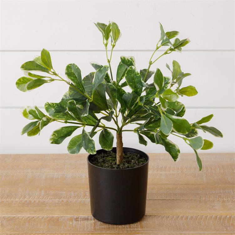 Potted Variegated Pittosporum