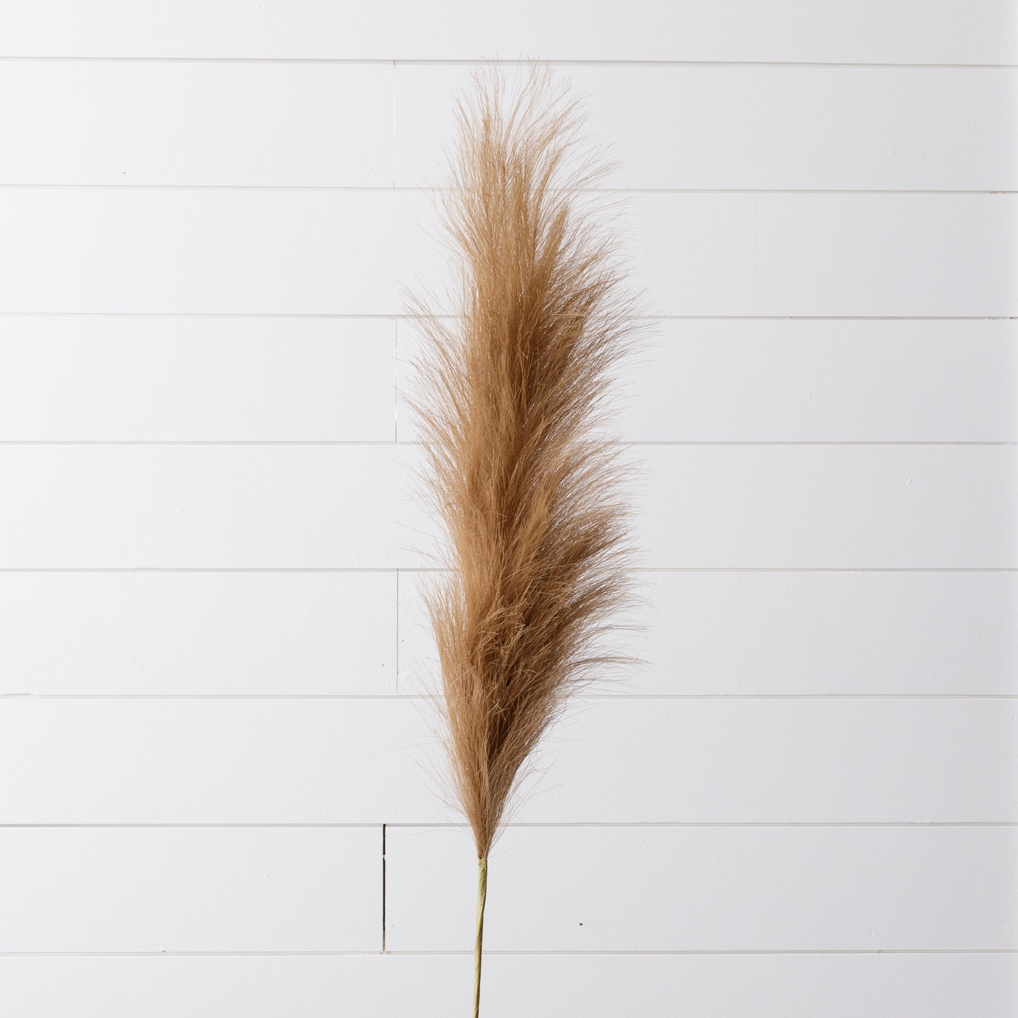 Brown Pampas Grass (S/2)