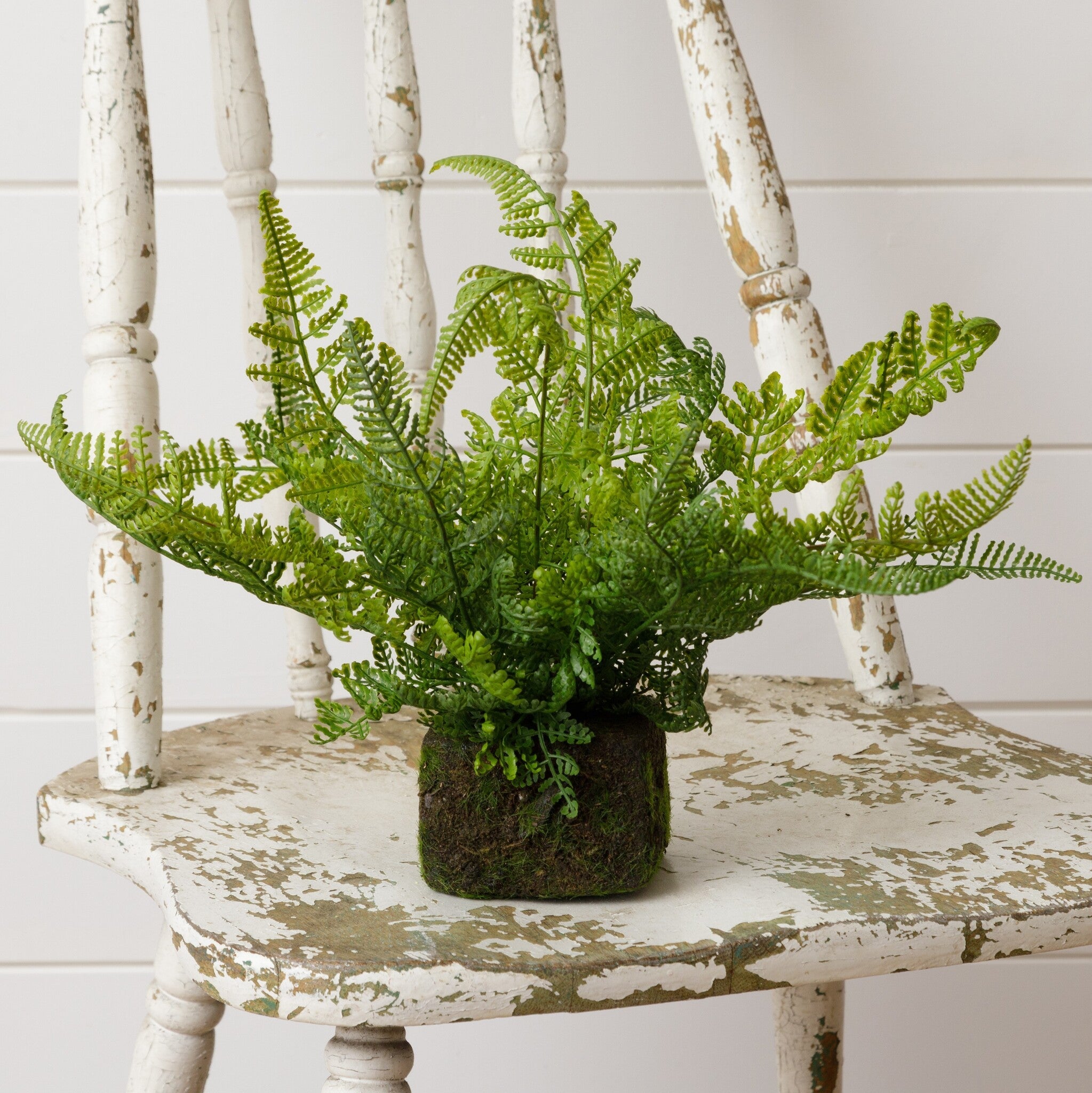 Mossy Faux Fern w/ Root