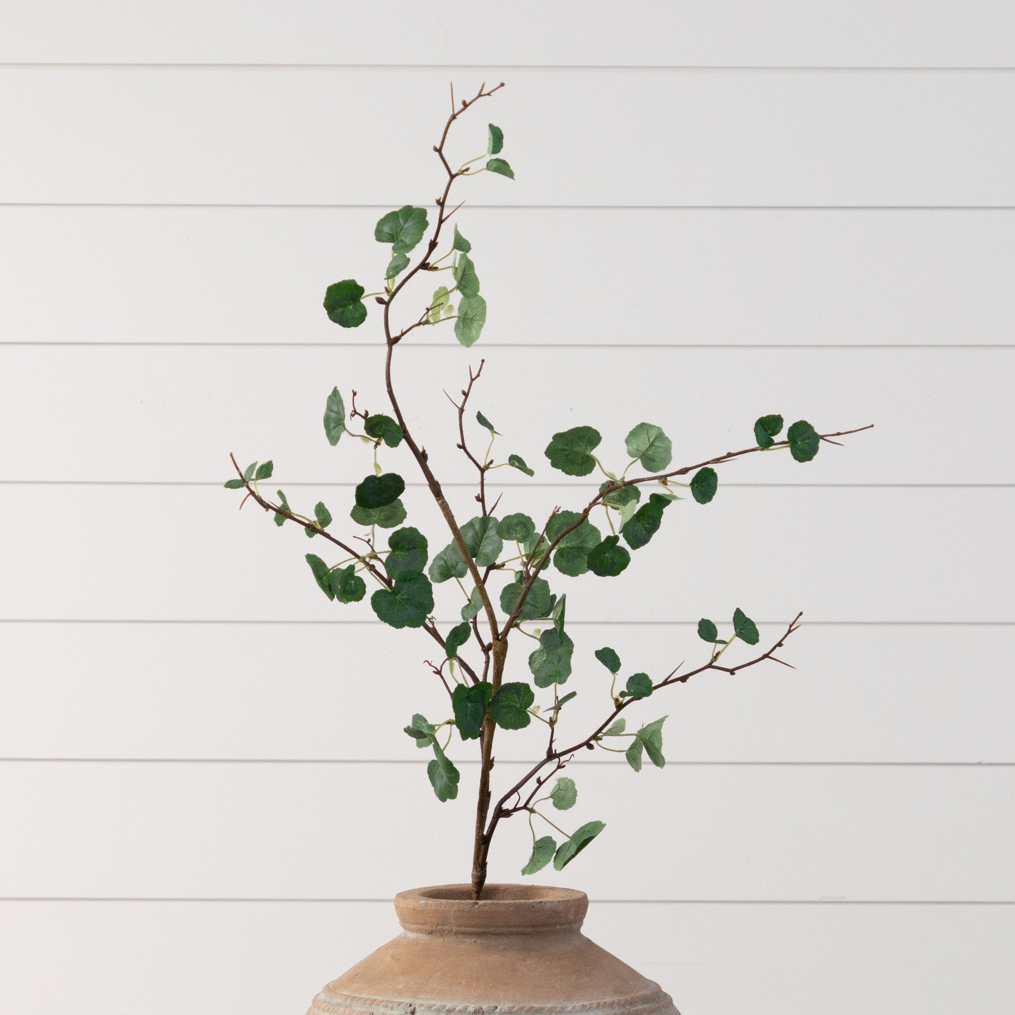 Branch - Begonia Leaf