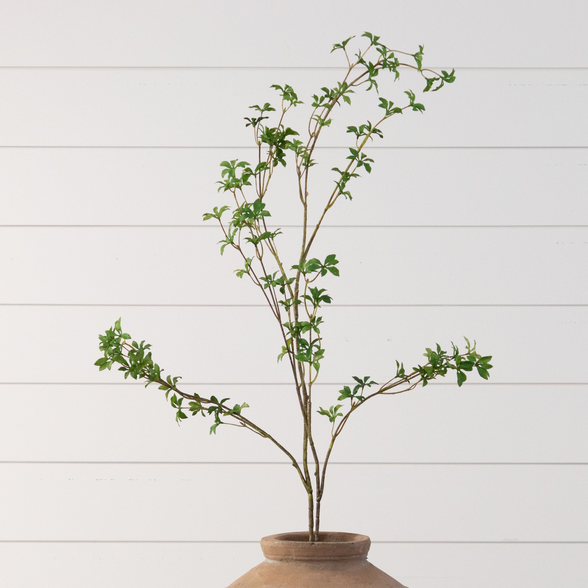 Blooming Enkianthus Foliage Branch