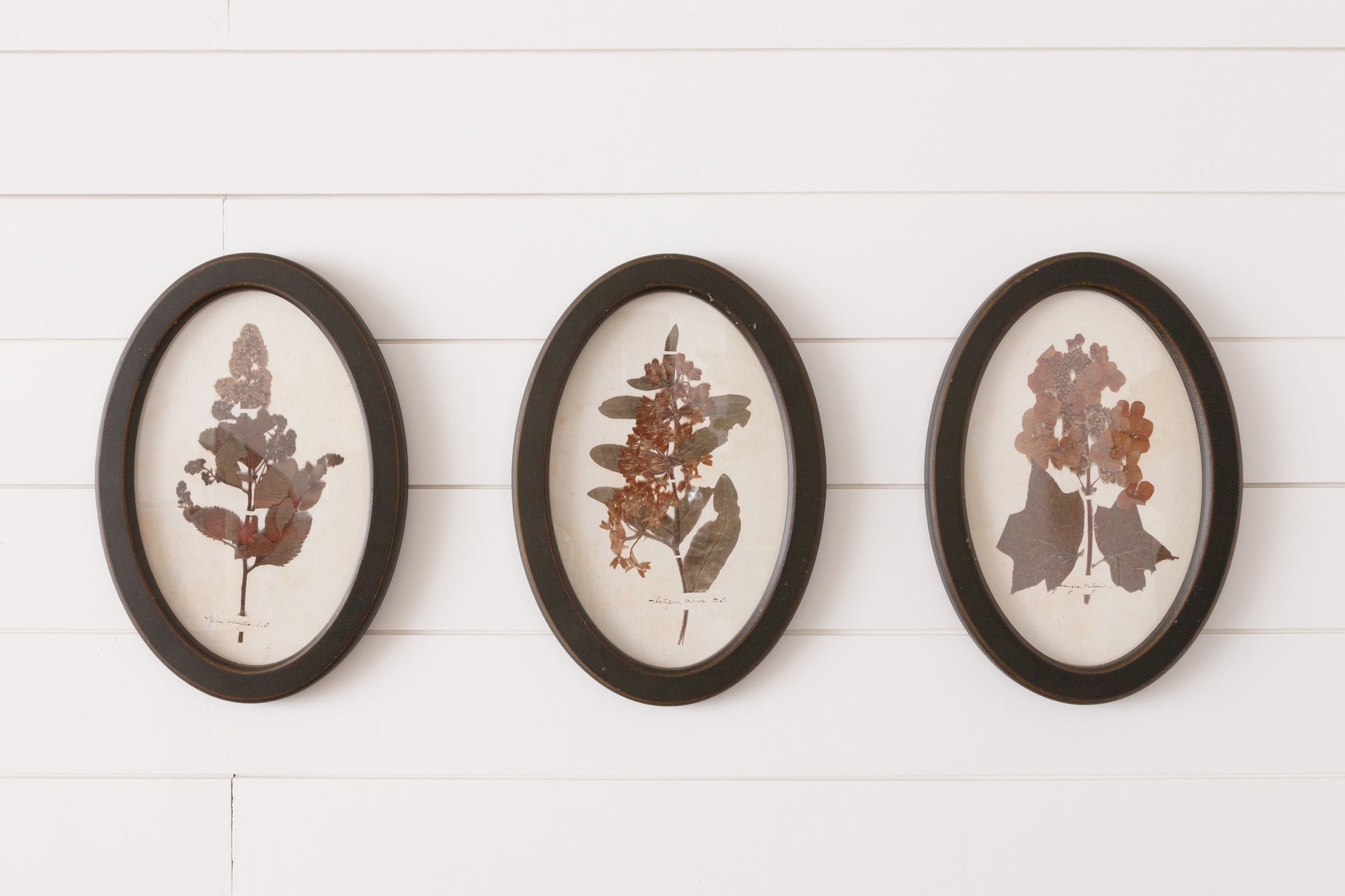Oval Framed Botanical Prints (S/3)