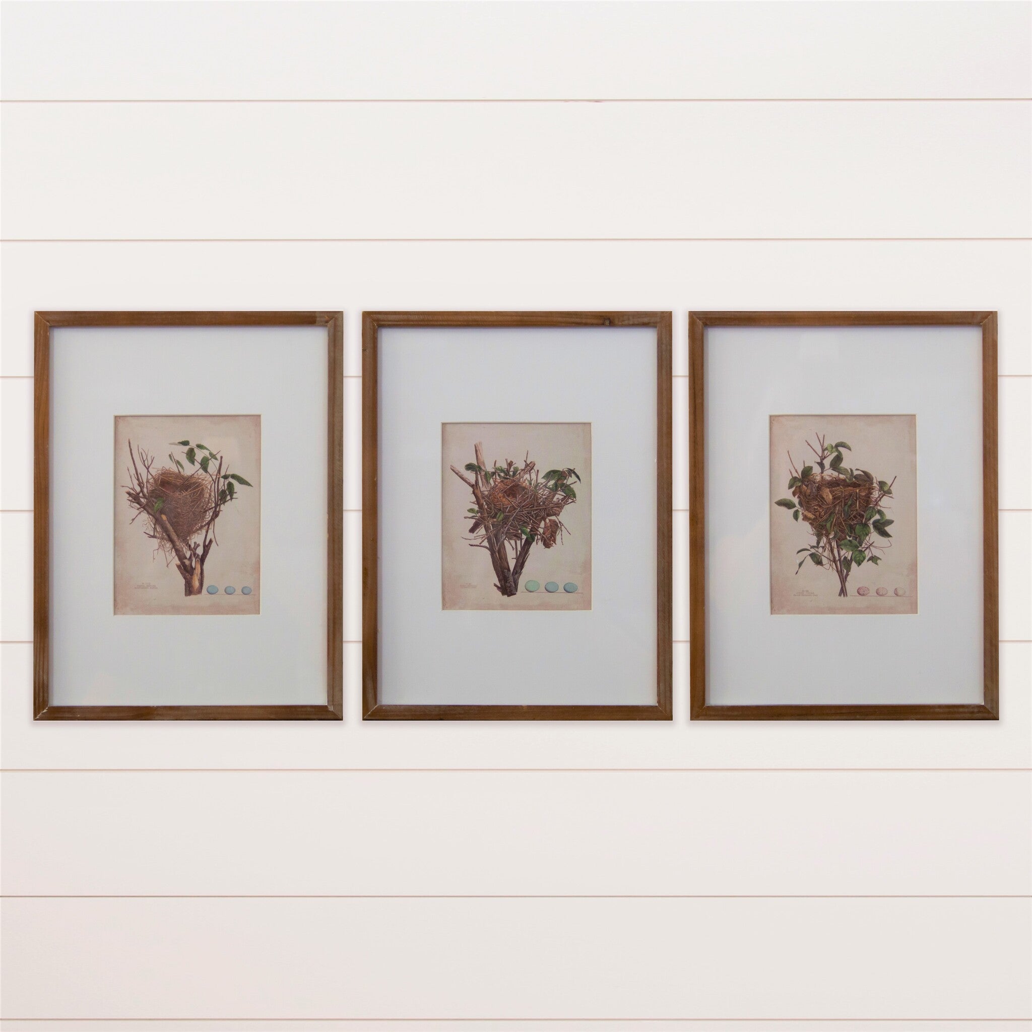 Colored Nests Wall Art (S/3)