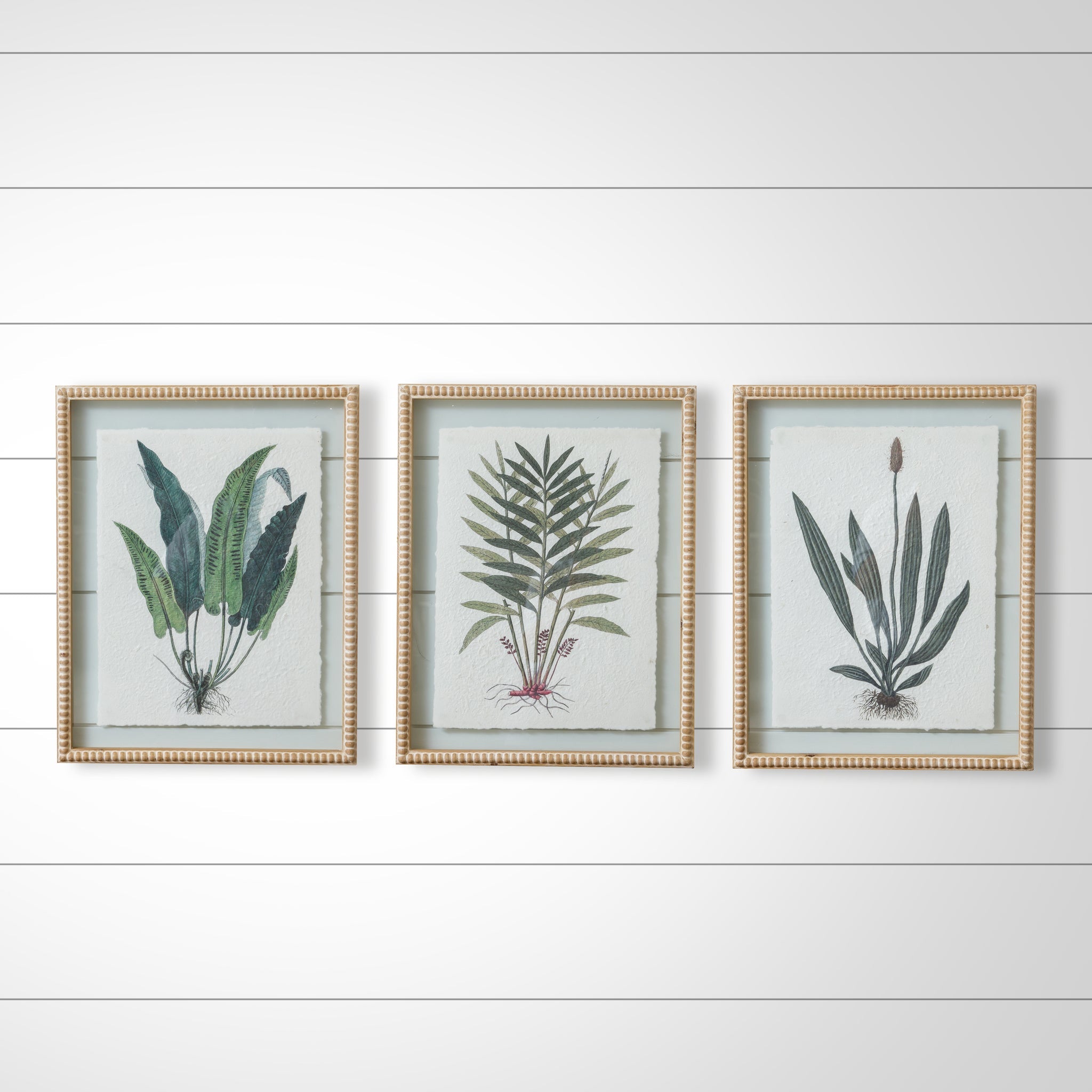 Fern Prints w/ Beaded Frames (S/3)