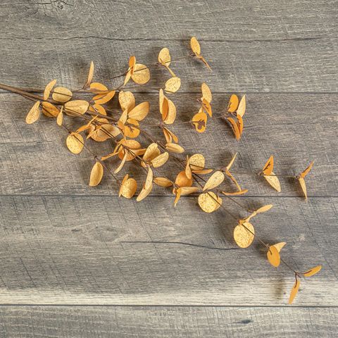 34" Golden Eucalyptus Spray (5610105045149)