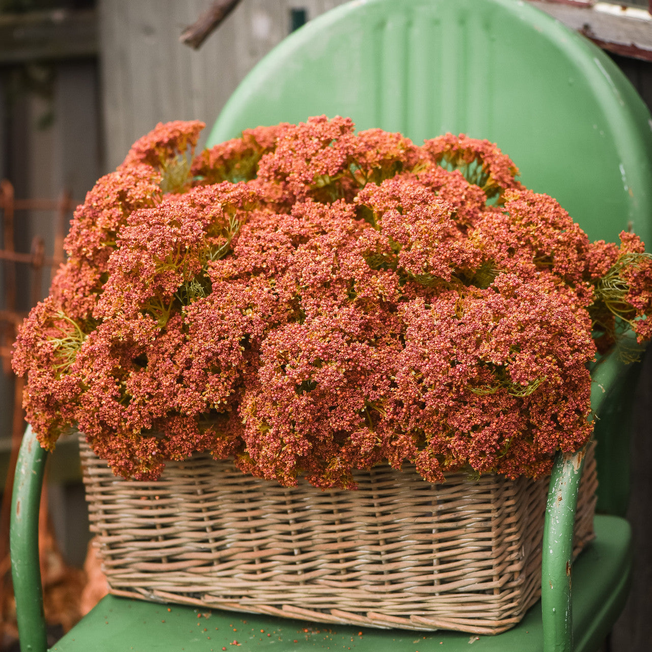 Orange Red Queen Anne Lace Bush