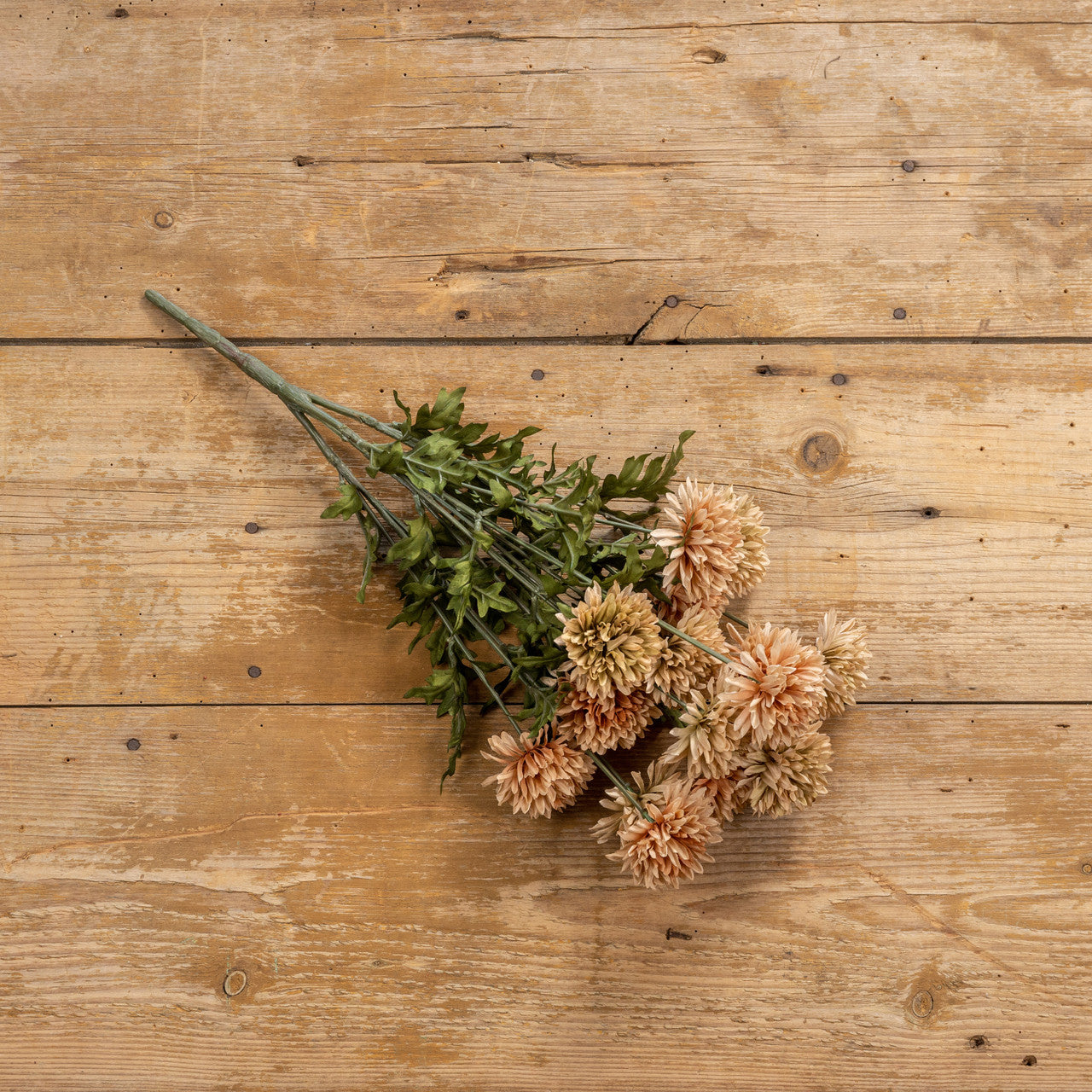 Straw Wheat Mum Bush