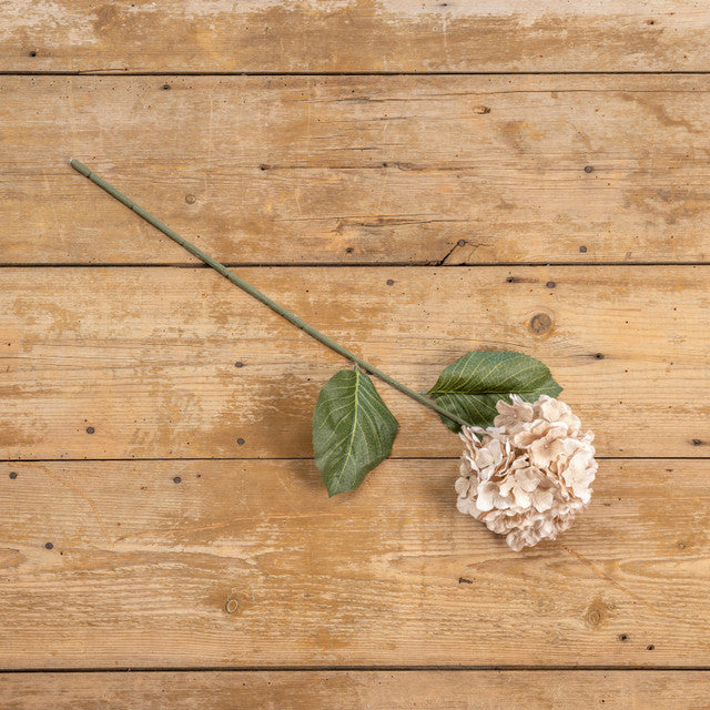 Autumn Cream Hydrangea