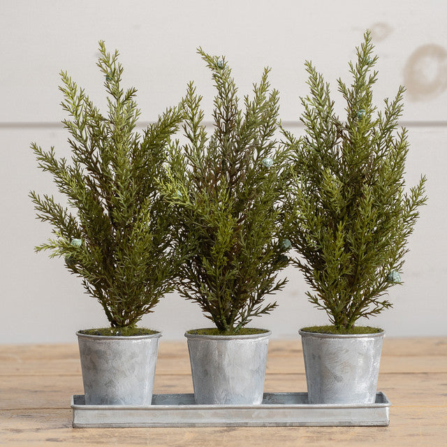 Potted Lemon Cypress Trees in Tray