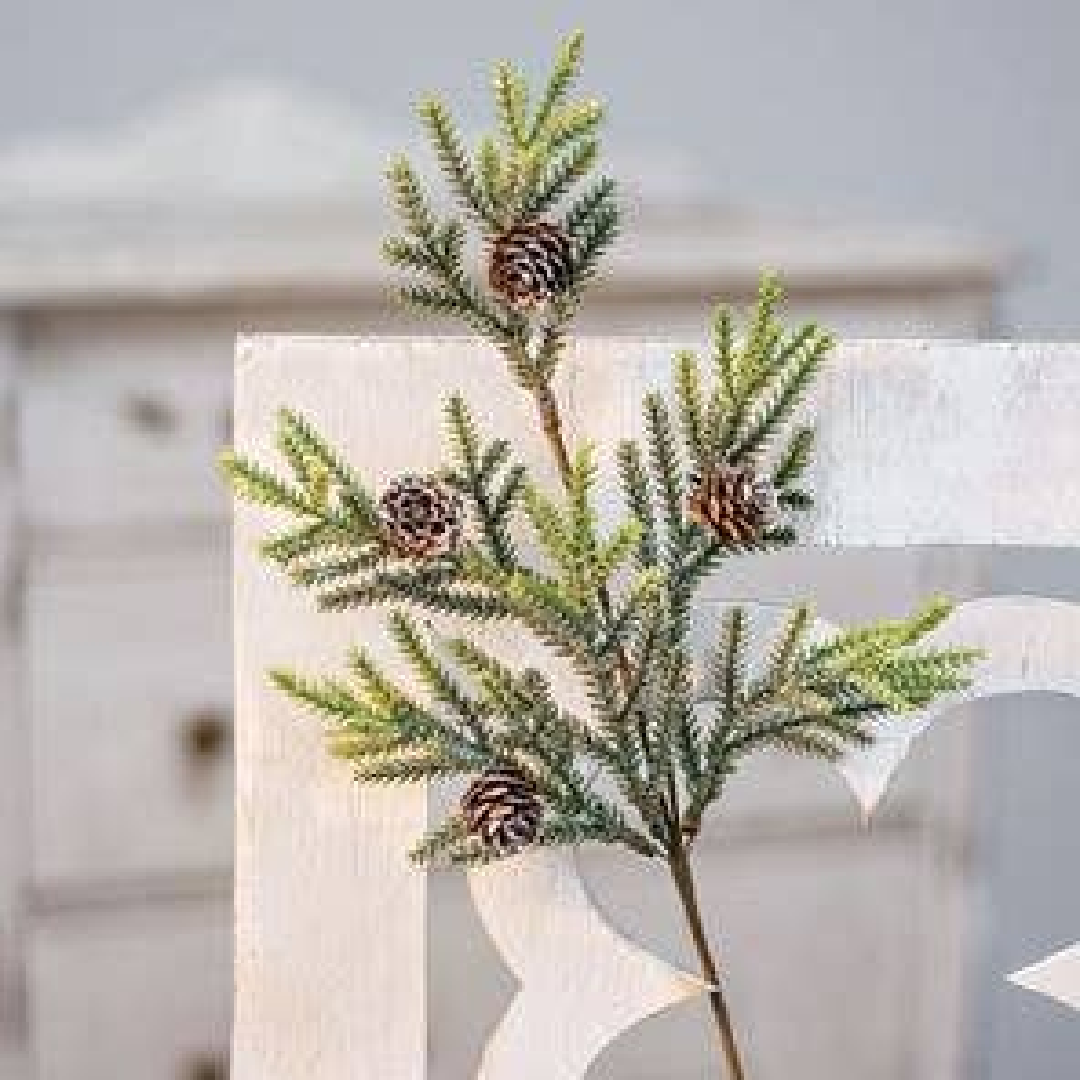 Mountain Pine Stem