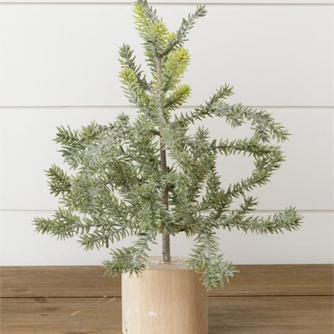 12" Sweet Frosted Pine