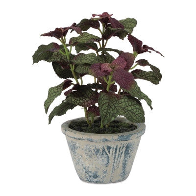 Potted Fittonia 7”H Polyester/Cement