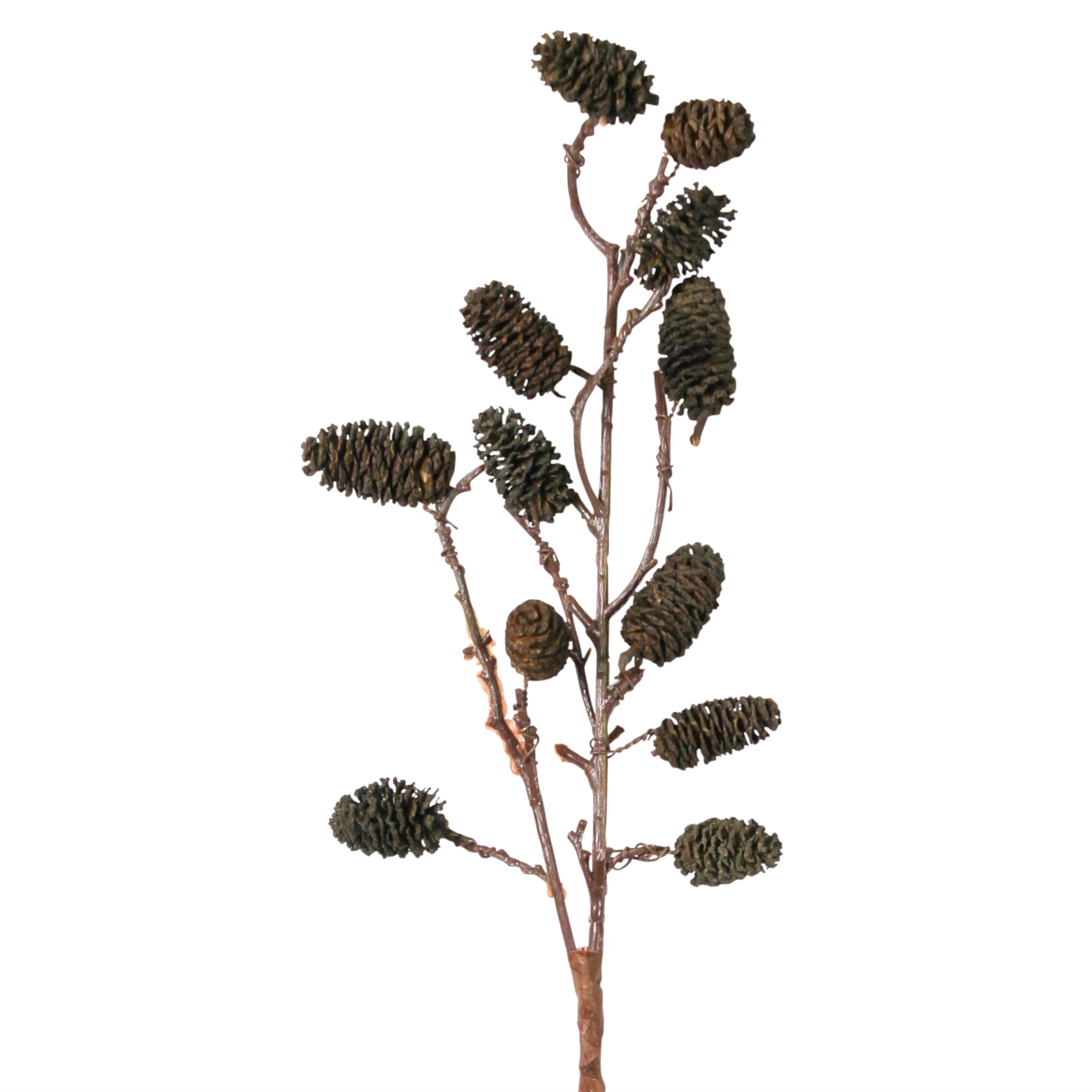 Botanical Stem - Seaside Alder