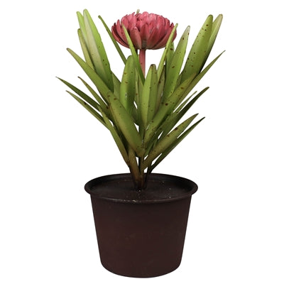 Potted Dahlia, Aluminum