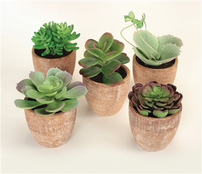 Assorted Succulent in Distressed Cement Pot (S/5)