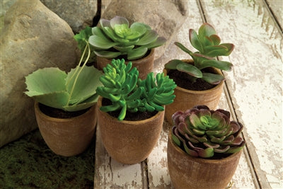 Assorted Succulent in Distressed Cement Pot (S/5)