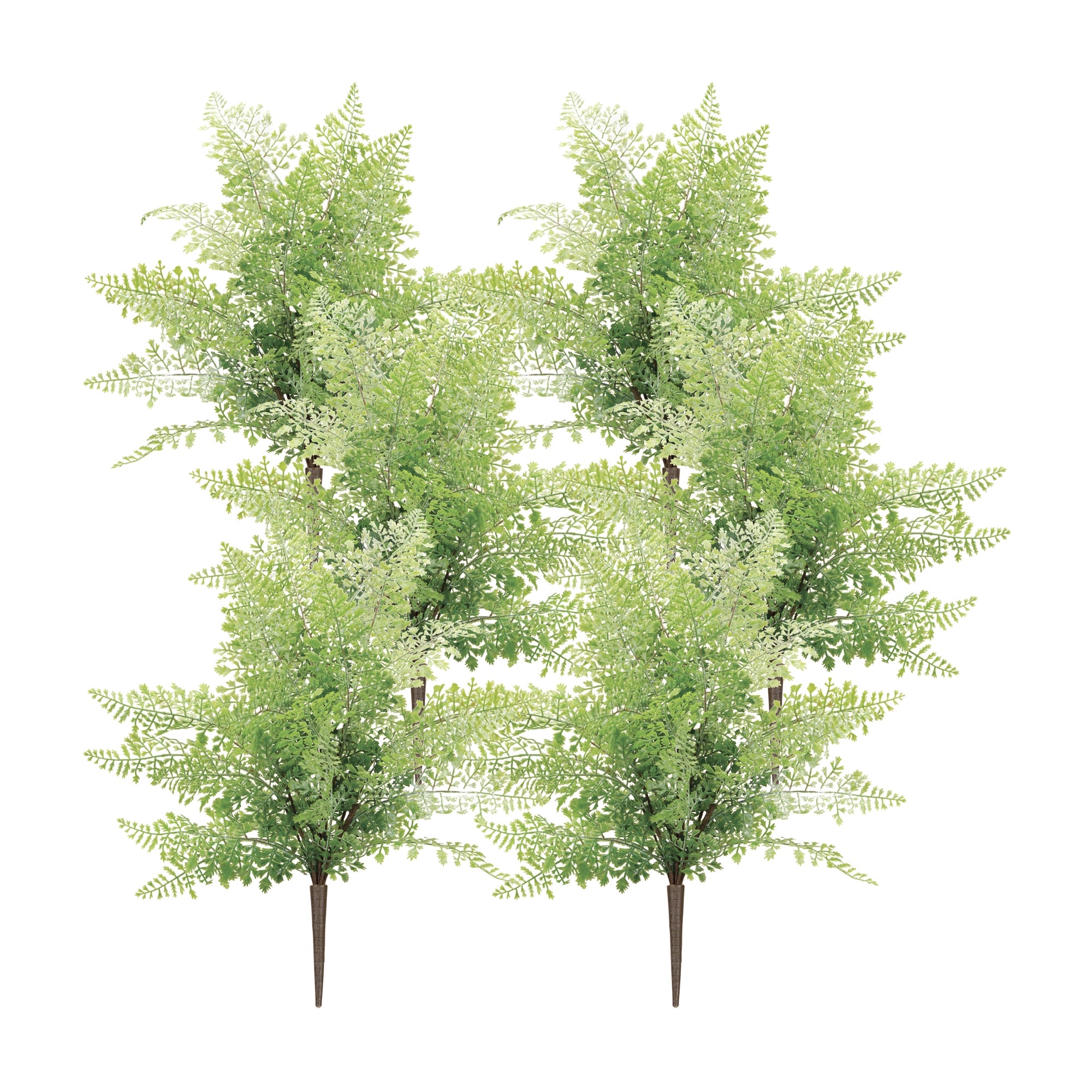 Maiden Hair Fern Bush (Set of 6)