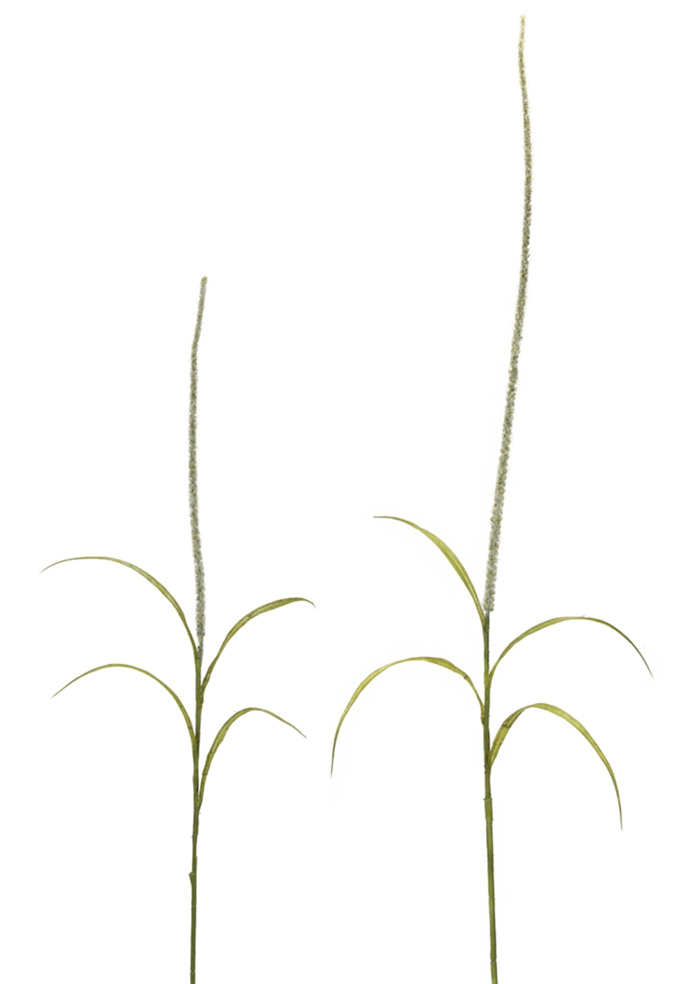 Foxtail Grass Spray (Set of 6)