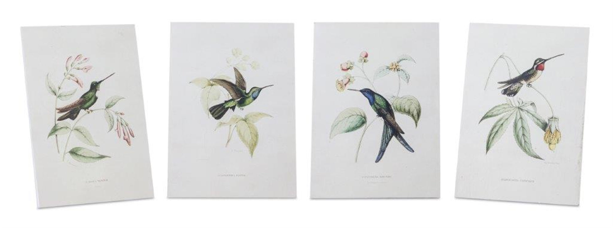 Tabletop Encyclopedia Hummingbird Print (Set of 4)