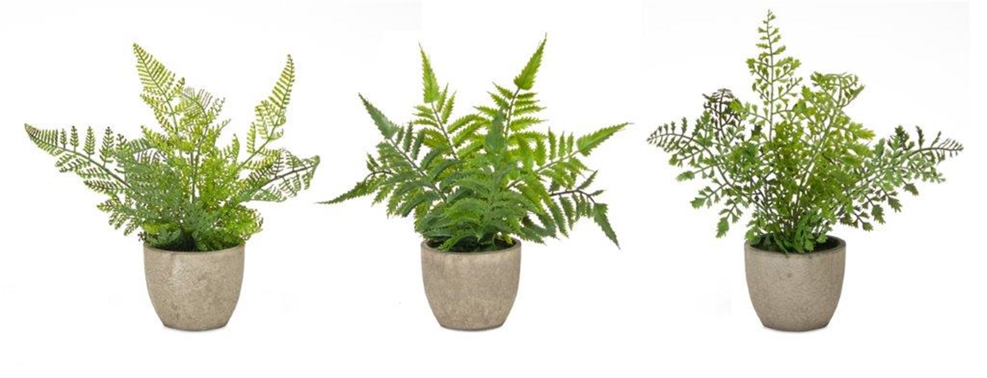 Potted Fern (3 Asst) 9.5"H